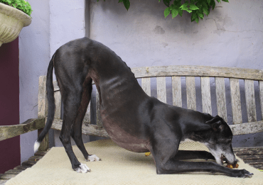 Alice eating a home-made dog biscuit. (This is the photo that was chosen for the My Human Family photographic exhibition)
